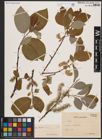 Foto von Salix caprea L.
